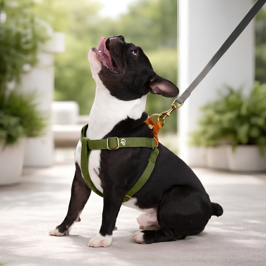 GuardiPaws™ Vanta S™ Forge Dog Harness Green