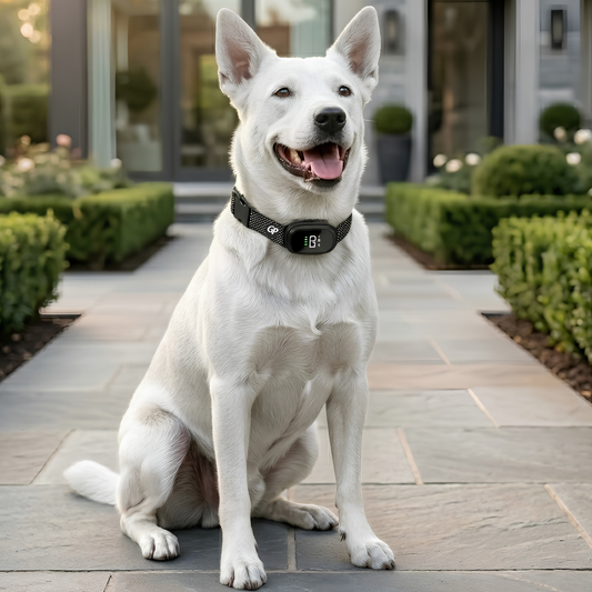GuardiPaws™ Dolta™ Aura Calm Collar Black