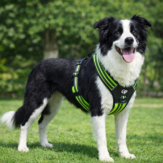 GuardiPaws™ Vanta X™ Flux Dog Harness Green