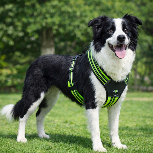 Vanta X Flux™ Dog Harness