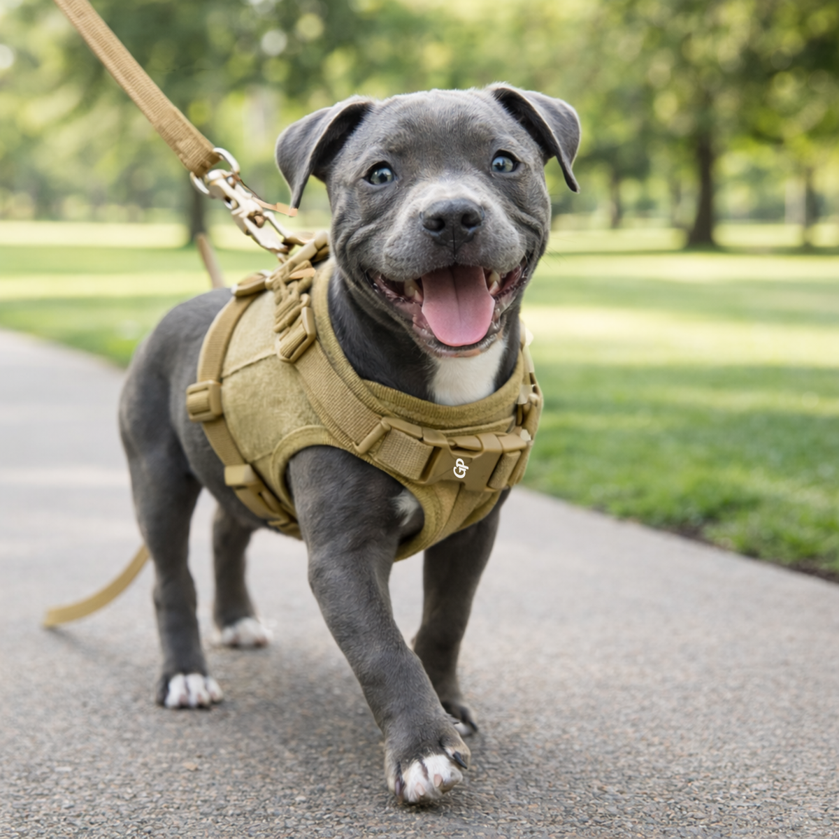 GuardiPaws™ Vanta S™ Sentinel Dog Harness Brown